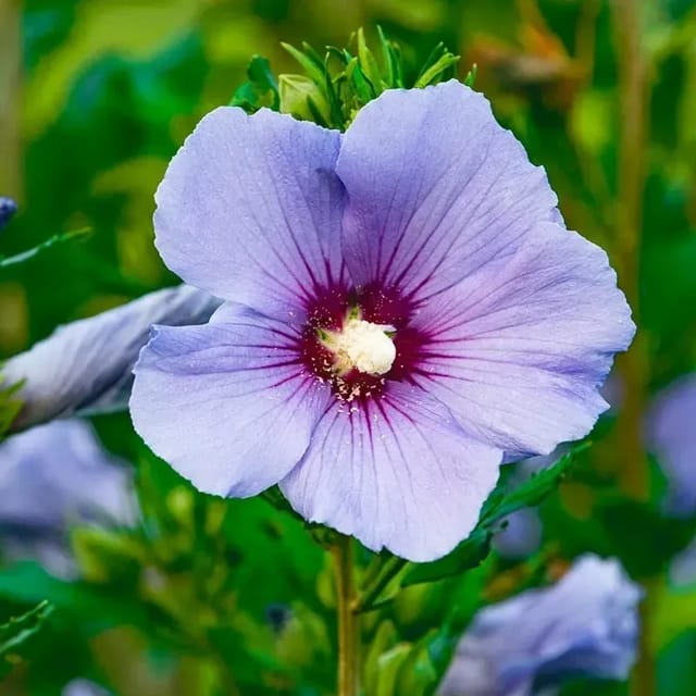 [Plants Glory] Blue Bird Hibiscus Flower Plant
