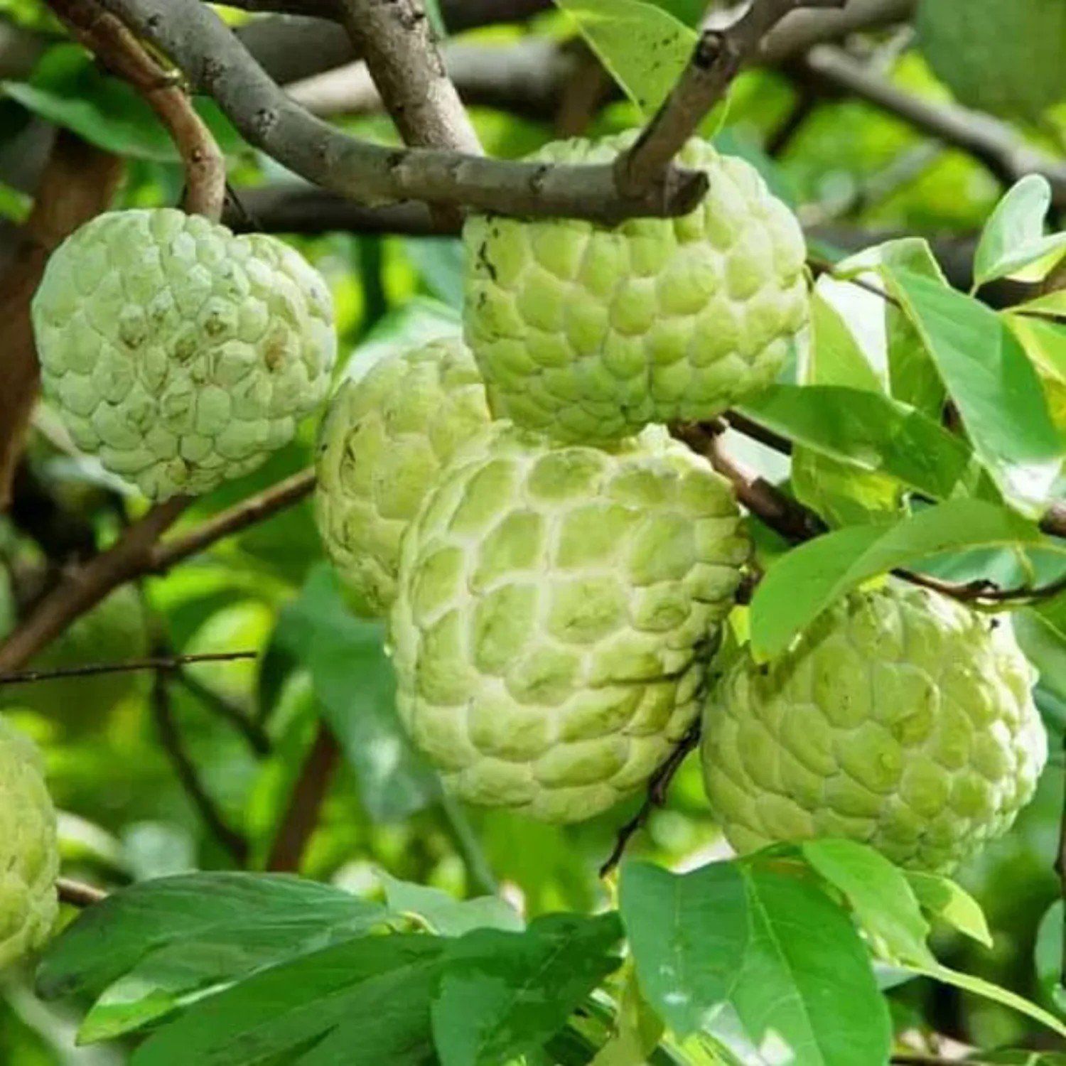 [Plants Glory] Custard Apple Grafted Fruit Plant