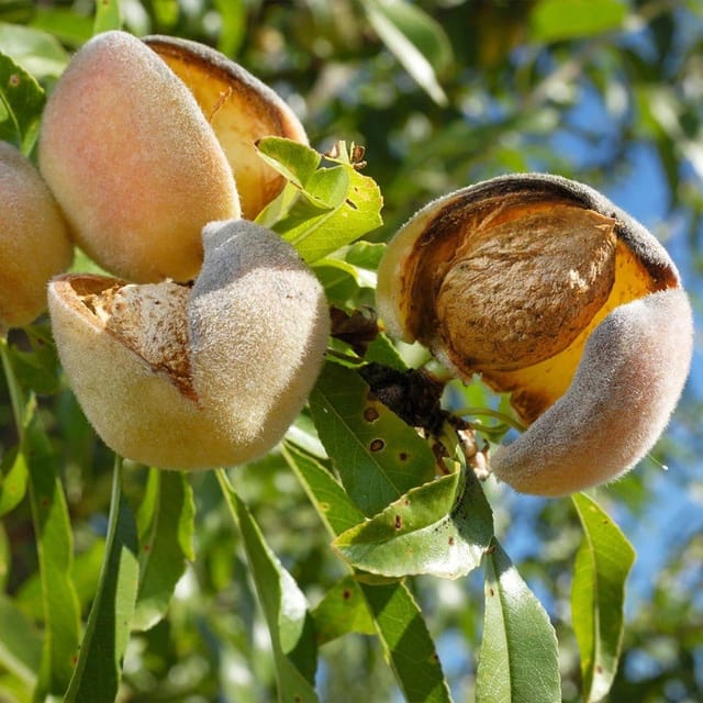 [Plants Glory] Thai Variety Hybrid Almond Plant