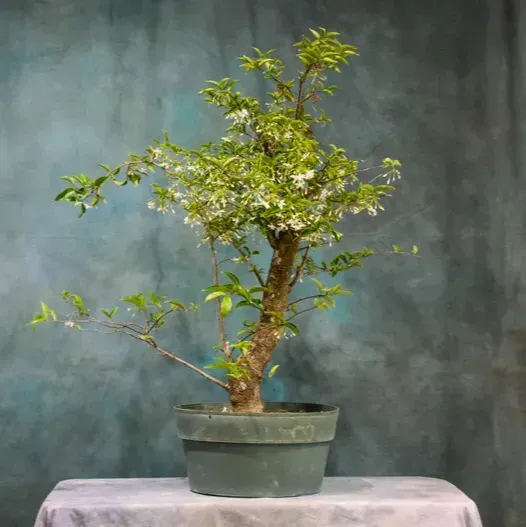 [Plants Glory] Bonsai Water Jasmine Plant White