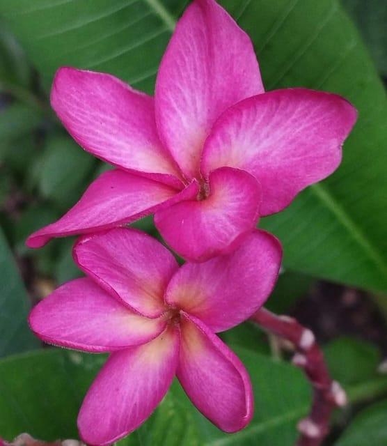 [Plants Glory] Dwarf Variety Pulmeria Flower Plant (PG-100671)