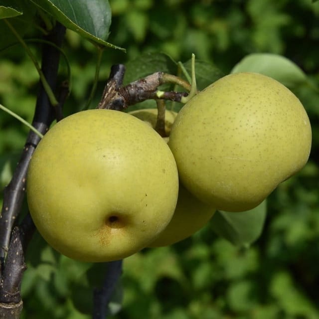 [Plants Glory] Asian Ball Nashpati Grafted Pear Fruit Plant