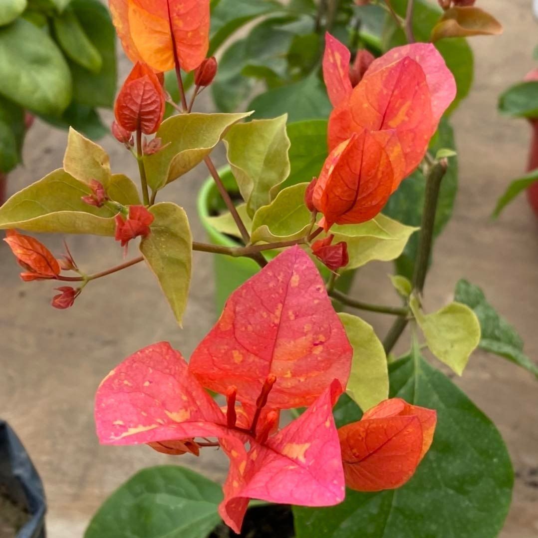 [Plants Glory] Adarna Bougainvellia Flower Plant