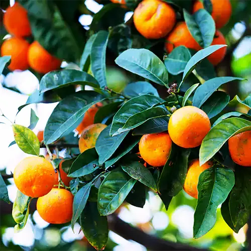 [Plants Glory] Sweet Chinise Orange Grafted & Hybrid Fruit Plant