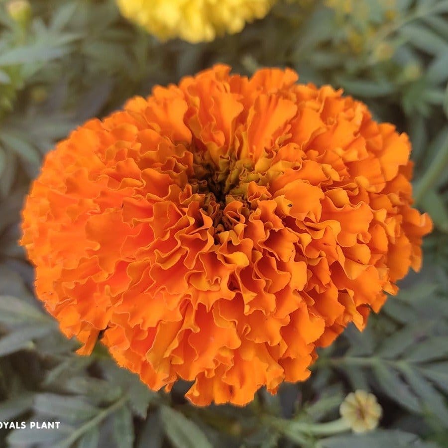 ... ...