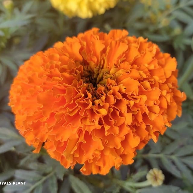 [Plants Glory] Hybrid Inca Variety Marigold Flower Plant Orange