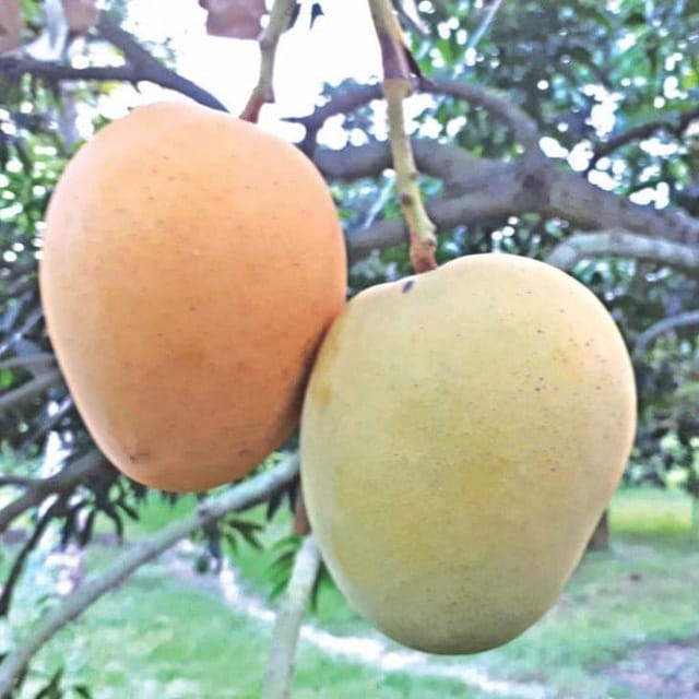 [Plants Glory] Bari-11 Mango | Grafted Fruit Plant