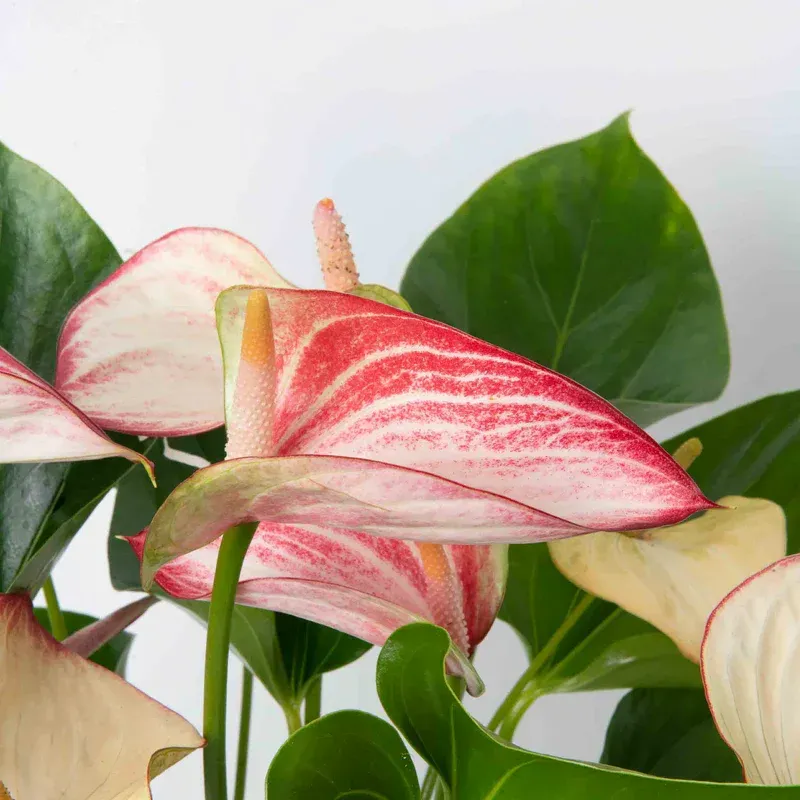 [Plants Glory] Anthurium Andreanum Gift Plant White (PG-100694)