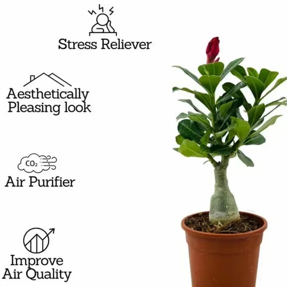 [Plants Glory] Adenium Flower Plants (Combo Pack Of 9)