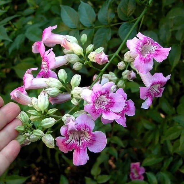 [Plants Glory] Tecoma Flower Plant Purple