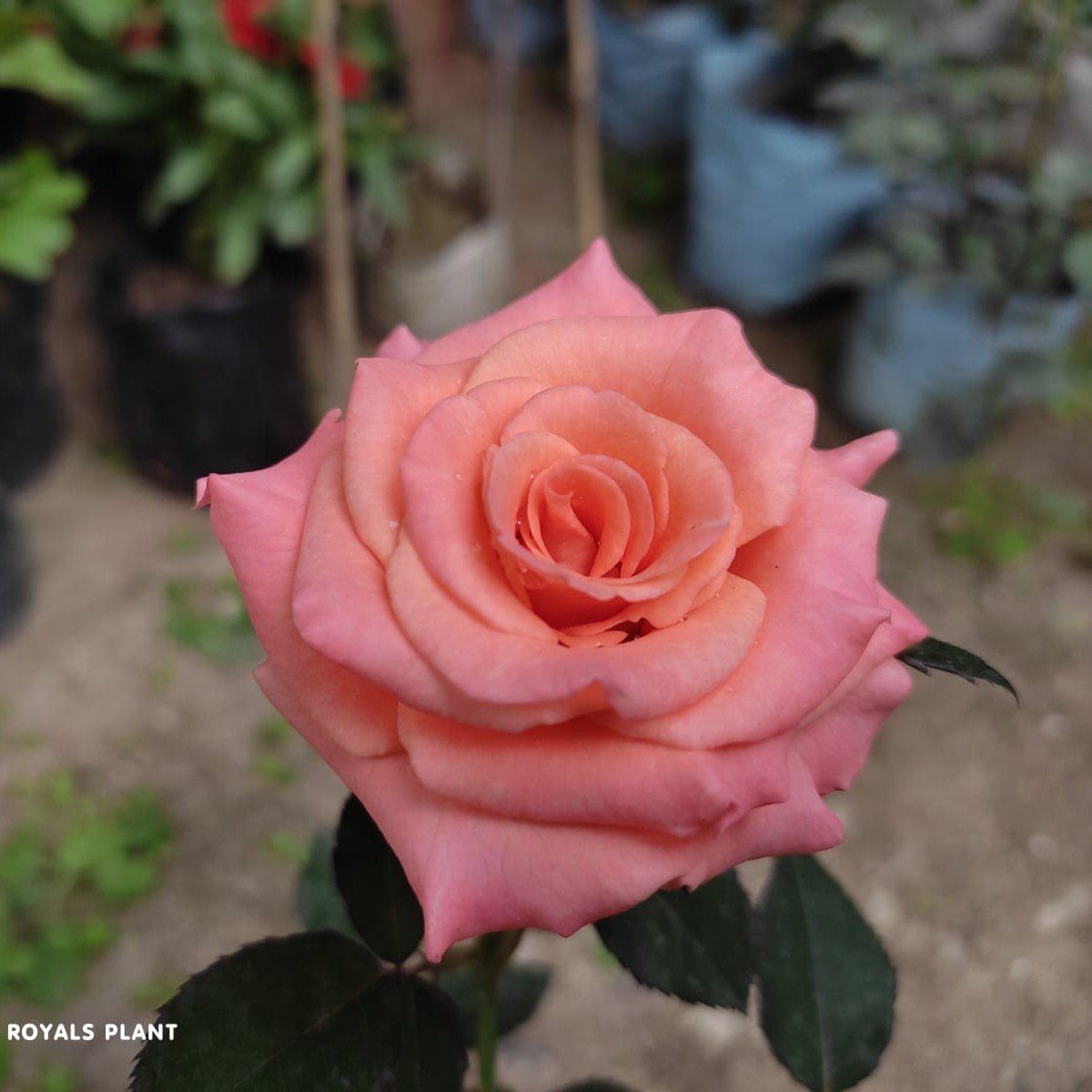 [Plants Glory] Climbing Rose Flower Plant Pink (PG-100507)