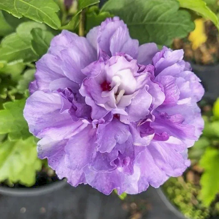 [Plants Glory] Blue Berry Hibiscus Flower Plant