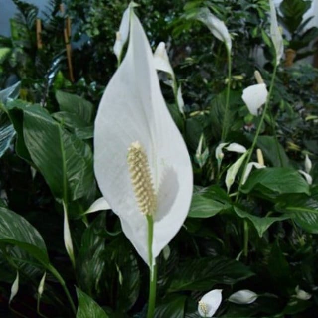 [Plants Glory] Peace Lily Flower Plant White