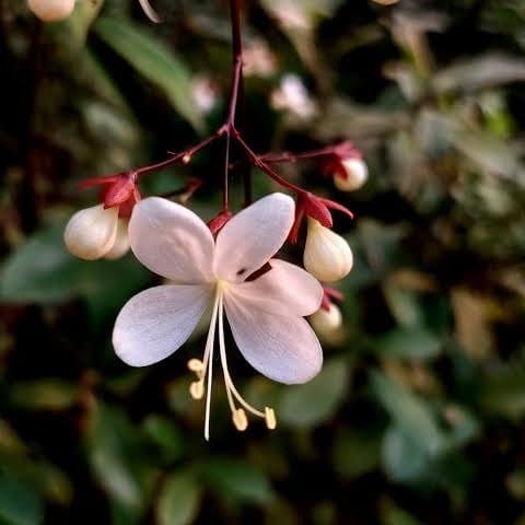 [Plants Glory] Chain Of Golory Flower Plant