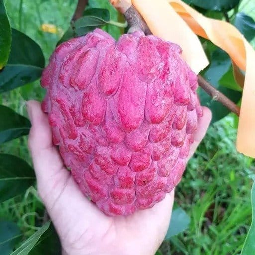[Plants Glory] Custard Apple Grafted Fruit Plant Red