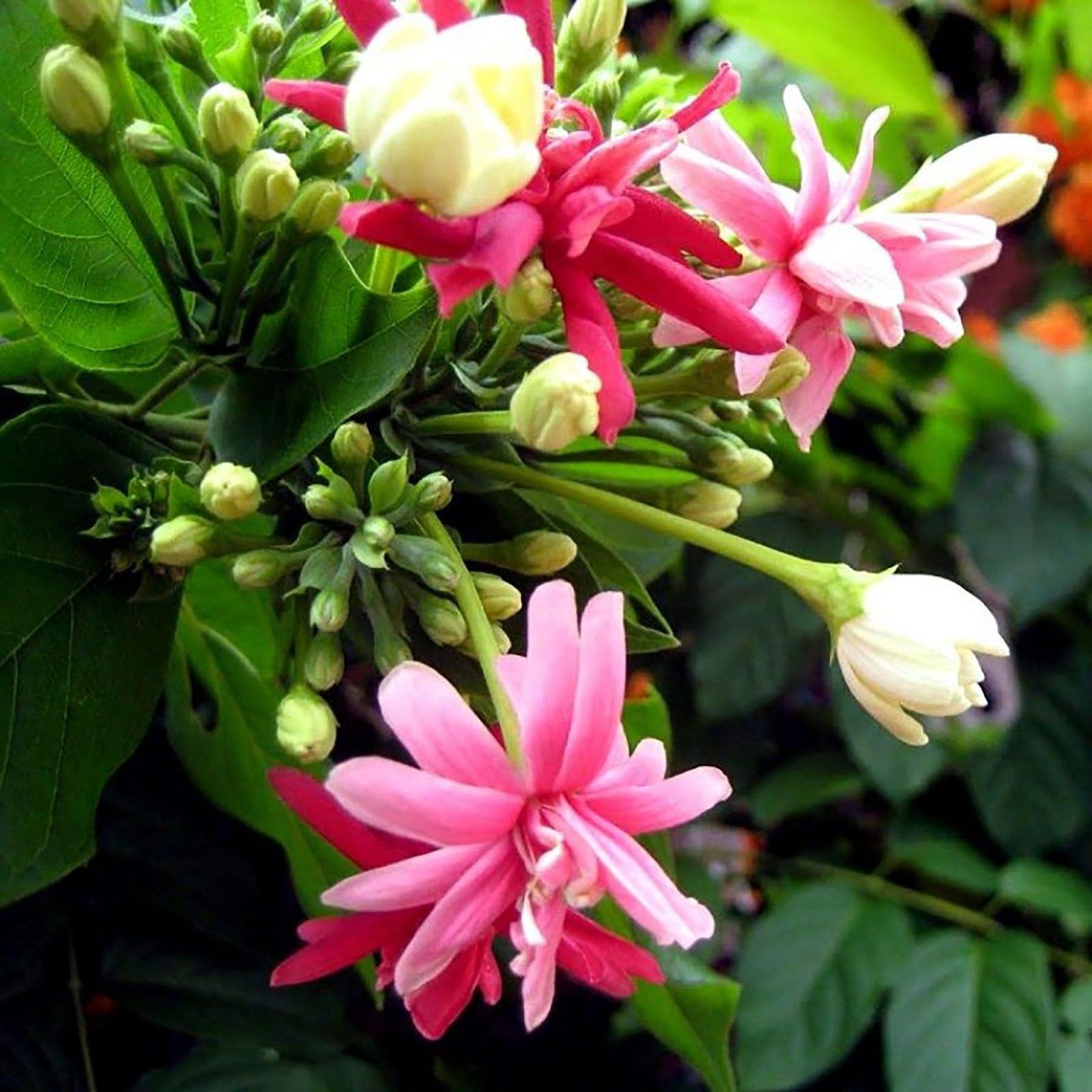 [Plants Glory] Double Petal Rangoon Creeper (Madhumalati) Flower Plant