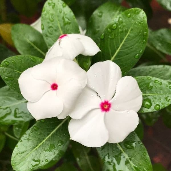 [Plants Glory] Vinca Sadabahar Flower Plant Red Doted