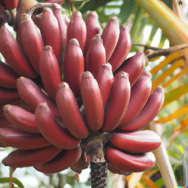 [Plants Glory] Tissu Cultures Banana Fruit Plant Red
