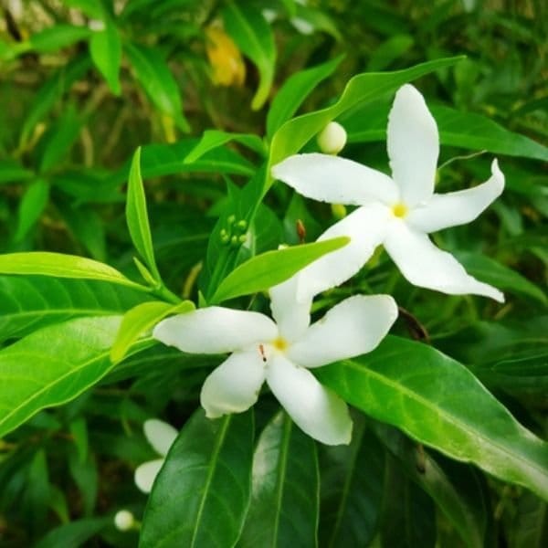 [Plants Glory] Chinise Dwarf Variety | Crepe Jasmine Flower Plant White