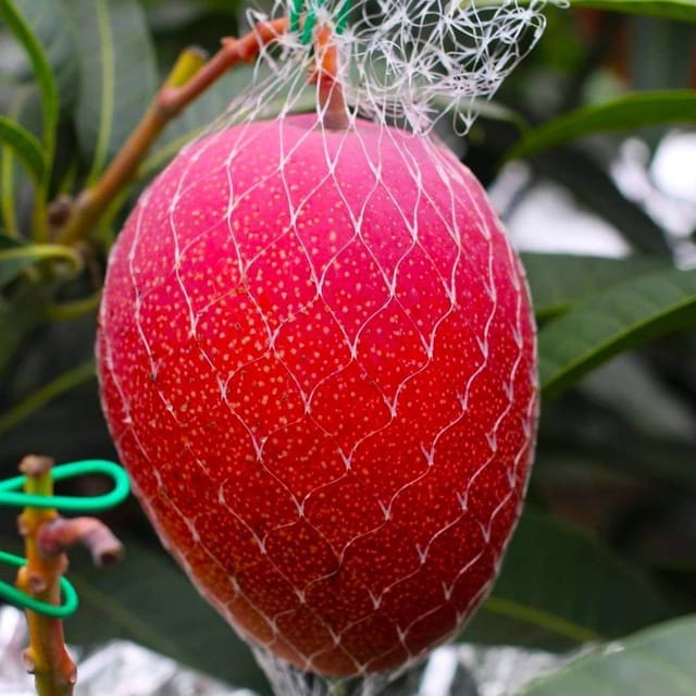 [Plants Glory] Japanese Miyazaki Mango | Grafted Fruit Plant