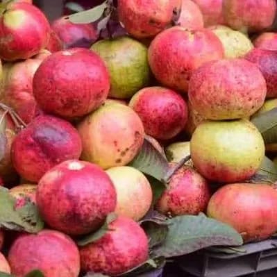[Plants Glory] Apple Cross Gauva | Grafted & Hybrid Fruit Plant