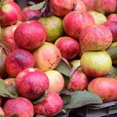 [Plants Glory] Apple Cross Gauva | Grafted & Hybrid Fruit Plant