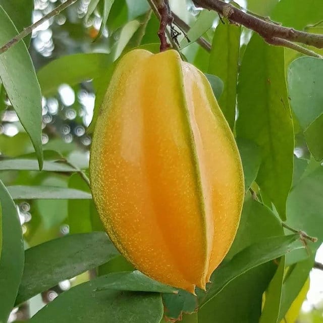 [Plants Glory] All Time Star Fruit Plant