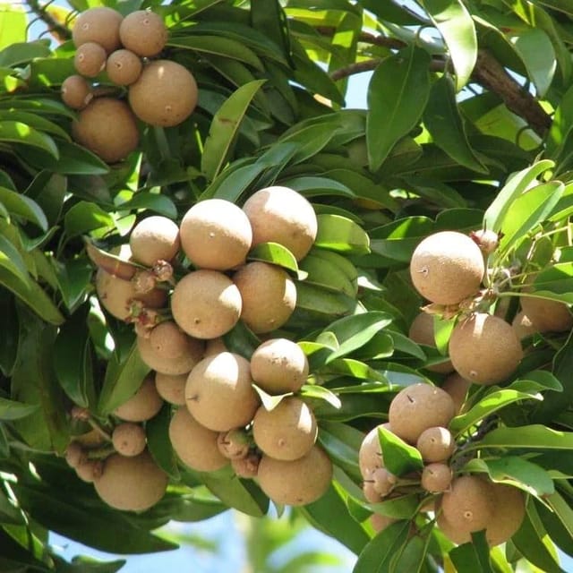 [Plants Glory] Grafted Chikoo Fruit Plant