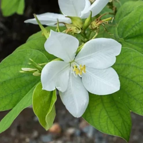 [Plants Glory] Bauhinia Acuminata Kanchan Flower Plant White