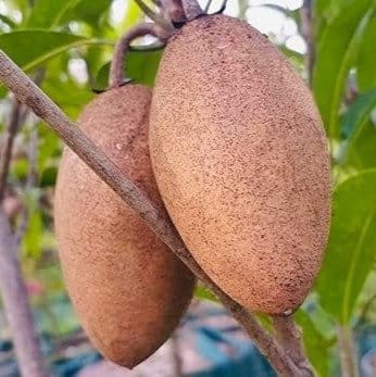 [Plants Glory] Thai Variety Long Chikoo Grafted Fruit Plant