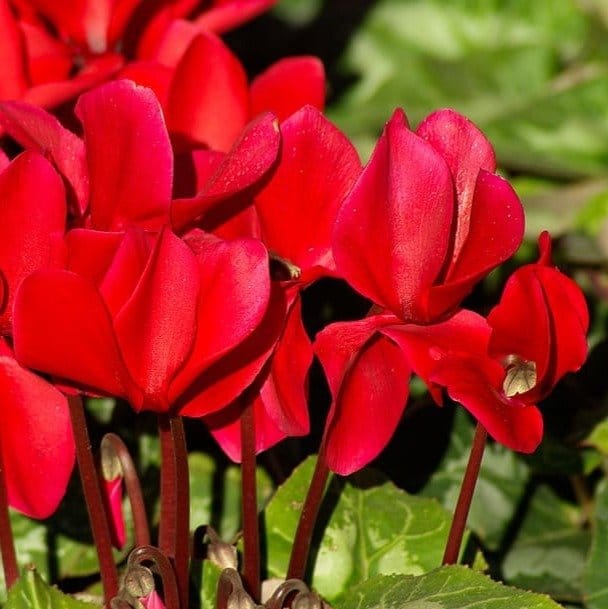 [Plants Glory] Cyclemen Flower Plant Red