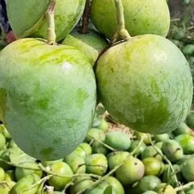[Plants Glory] Govind Vog Mango | Grafted Fruit Plant