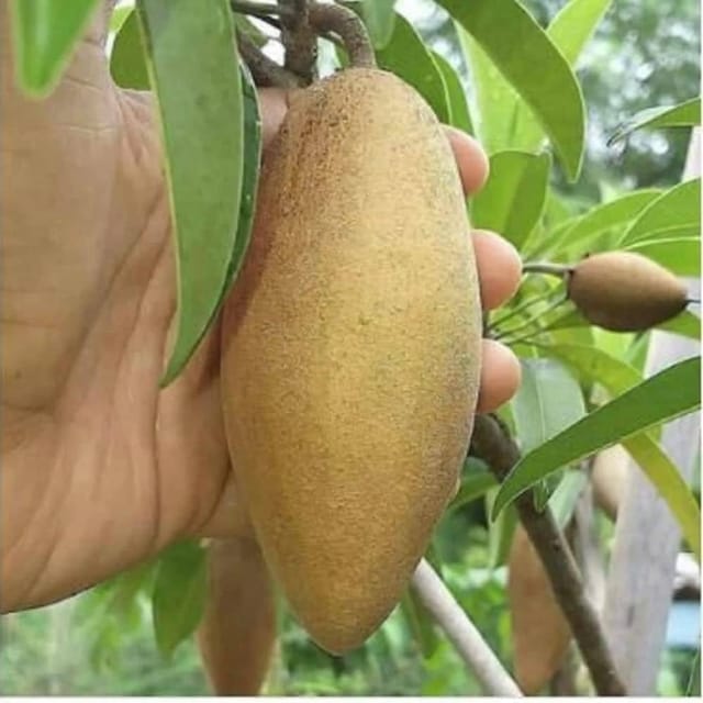 [Plants Glory] Banana Chikoo Hybrid & Grafted Fruit Plant
