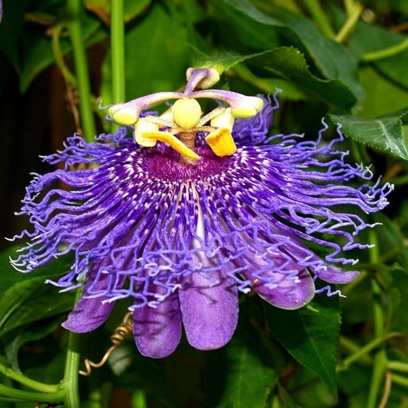 [Plants Glory] Passion Flower Plant Blue