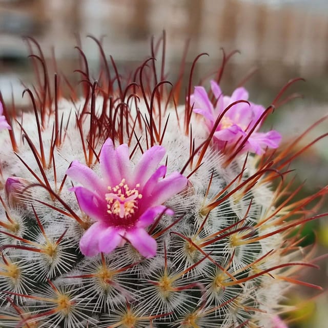 [Plants Glory] Mammillaria Perez De La Rosa Cactus