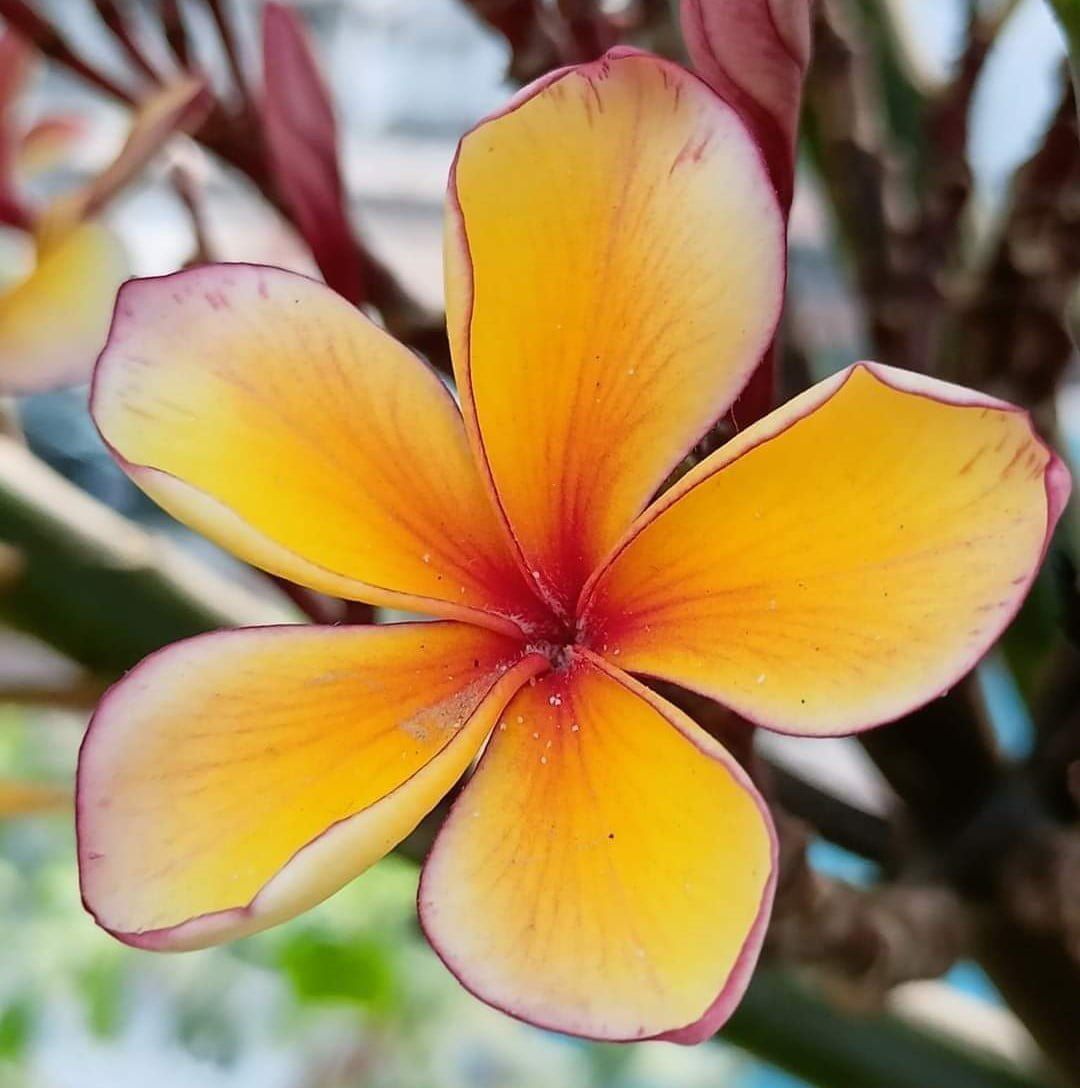 [Plants Glory] Dwarf Variety Pulmeria Flower Plant (PG-100426)