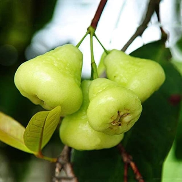 [Plants Glory] Hybrid Water Apple Fruit Plant White
