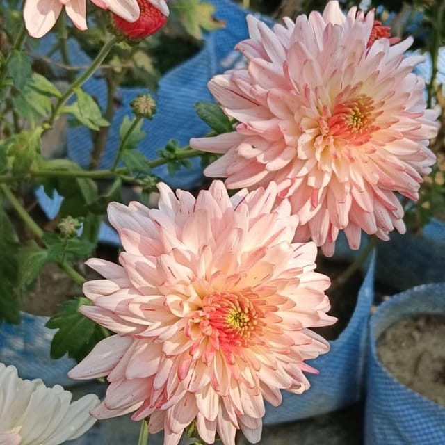 [Plants Glory] Chrysanthemum Chandramallika Flower Plant Baby Pink