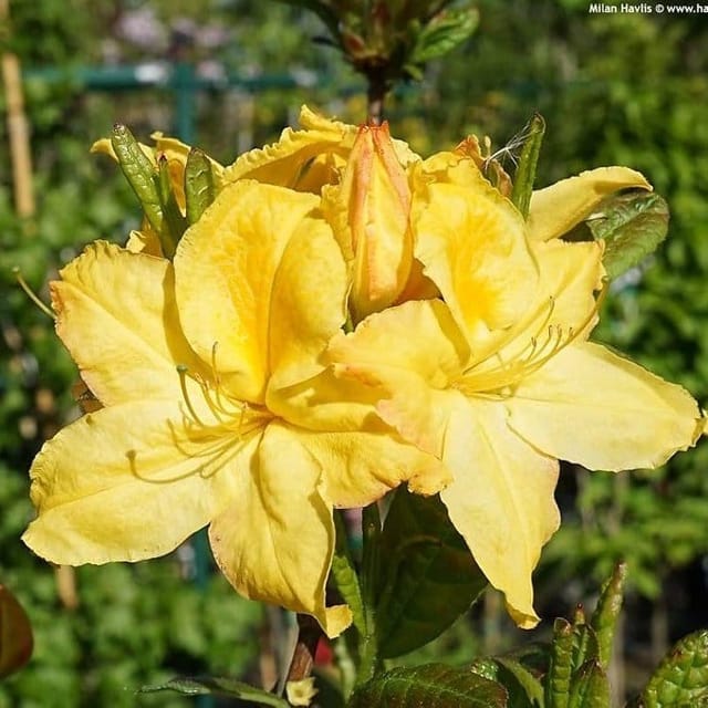 [Plants Glory] Azalea Flower Plant Yellow