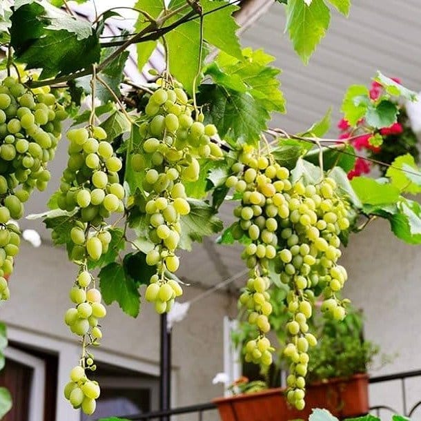 [Plants Glory] Thai Variety Seedless Green Grapes Fruit Plant