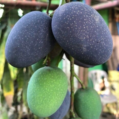 [Plants Glory] Kasturi Mango | Grafted Fruit Plant