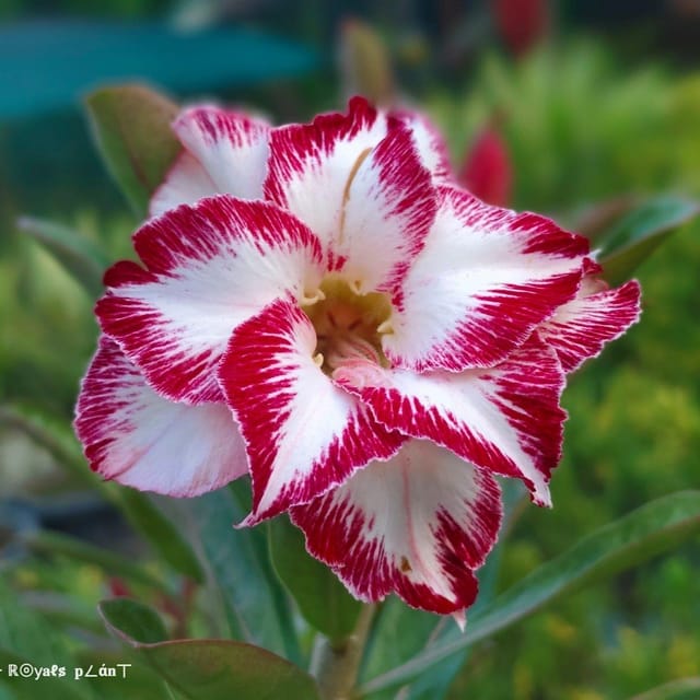 [Plants Glory] Rosey Variety Adenium Grafted Flower Plant
