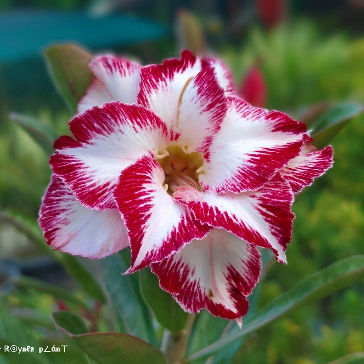 [Plants Glory] Rosey Variety Adenium Grafted Flower Plant
