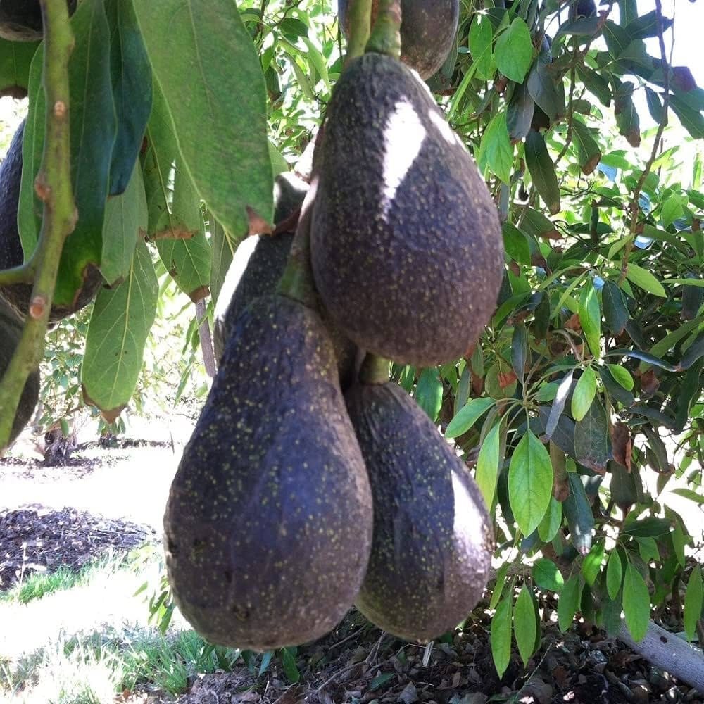[Plants Glory] Hass Avocado Grafted Fruit Plant