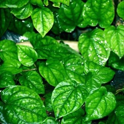 [Plants Glory] Indian Betel Leaf Plant