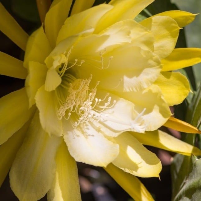 [Plants Glory] Brahma Kamal Flower Plant Yellow