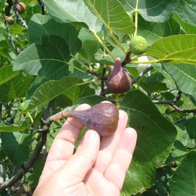[Plants Glory] Turkey Fig | Grafted Live Fruit Plant