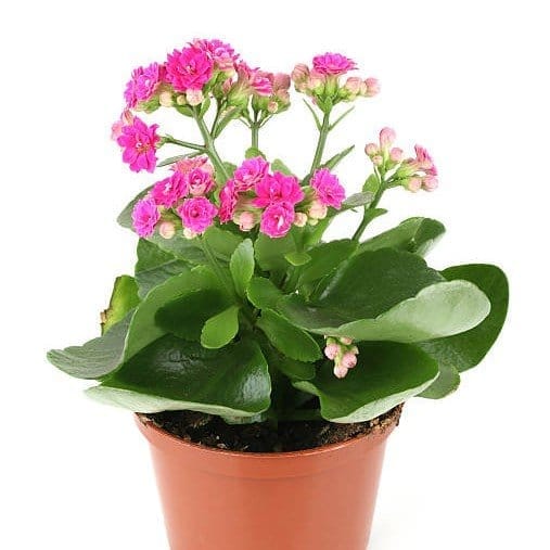 ... ...