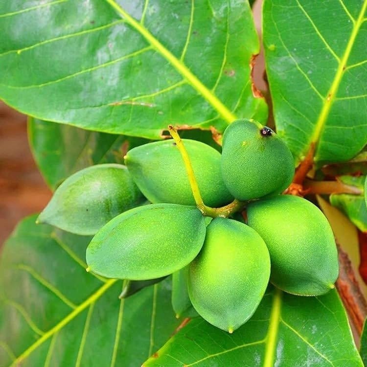 [Plants Glory] Indian Almond Fruit Plant