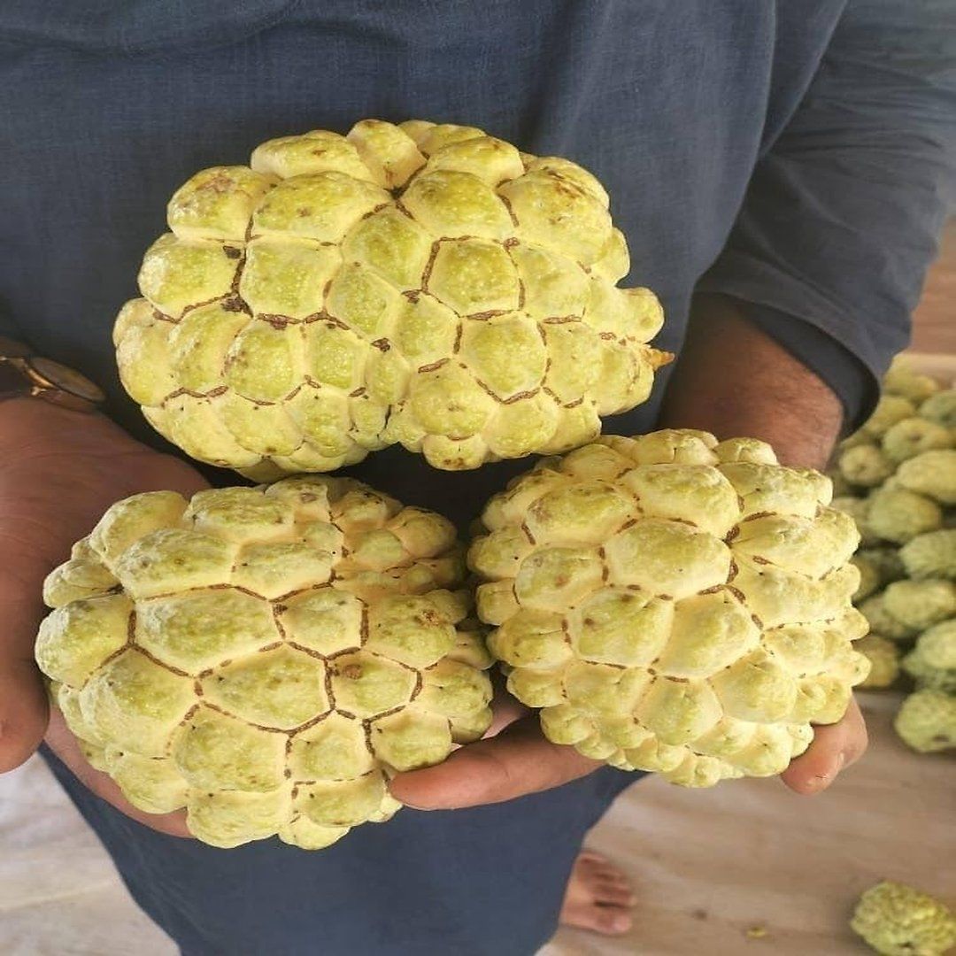 [Plants Glory] Golden Custard Apple Grafted & Hybrid Fruit Plant